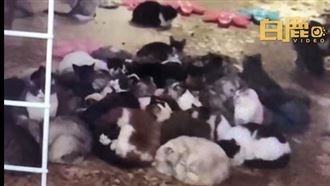 貓咪,中國,遼寧瀋陽,咖啡廳,倒閉,排泄物,領養（圖／翻攝自微博）