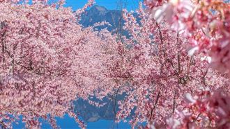  粉紅櫻，盛開，網美照，空拍，低溫延緩櫻花凋落。(圖／福壽山農場提供)