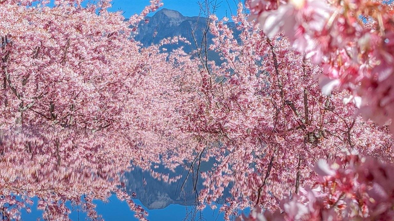 櫻花還在開！福壽山「粉櫻吹雪」夢幻吸客