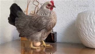 養寵物雞每天下蛋 男童意外獲