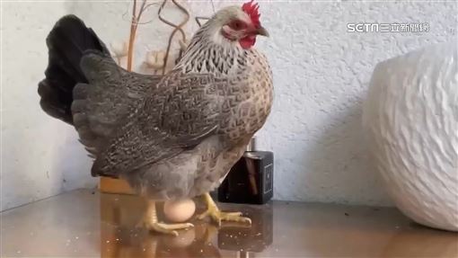 鬧蛋荒！男童養雞當寵物「每天下蛋」爽吃