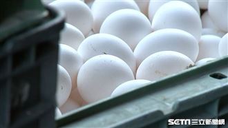 雞蛋/蛋行(翻攝畫面)
