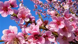 ▲桃花紅、梨花白，黃鶯鳴叫，驚蟄來。（示意圖／Pixabay）