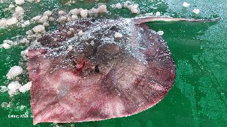 嘉義漁民撈到怪魟魚