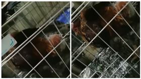 菸蒂,寵物雞,燒雞,陽台,鄰居