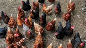 養雞場（Pixabay）