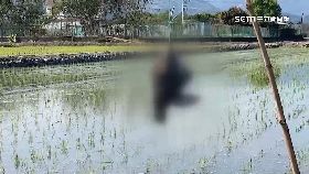 文 吊鳥屍儆猴1200