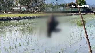 春耕防鳥亂　三星農民「吊鳥屍」殺雞儆猴