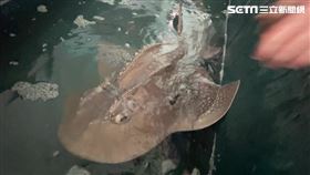 波口鱟頭鱝,鯊魚,野放,魚販,拍賣(記者王浩原攝影)