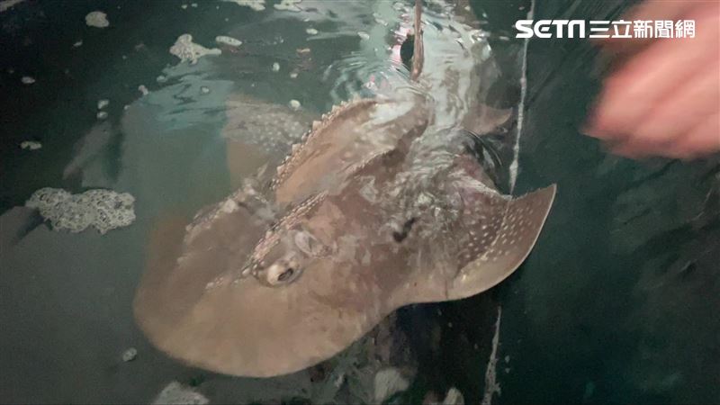 台東捕獲「極危物種」　佛心魚販收購野放