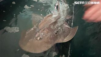 台東捕獲「極危物種」　佛心魚販收購野放