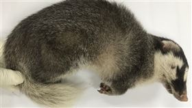 嘉義,狂犬病,鼬獾,防疫