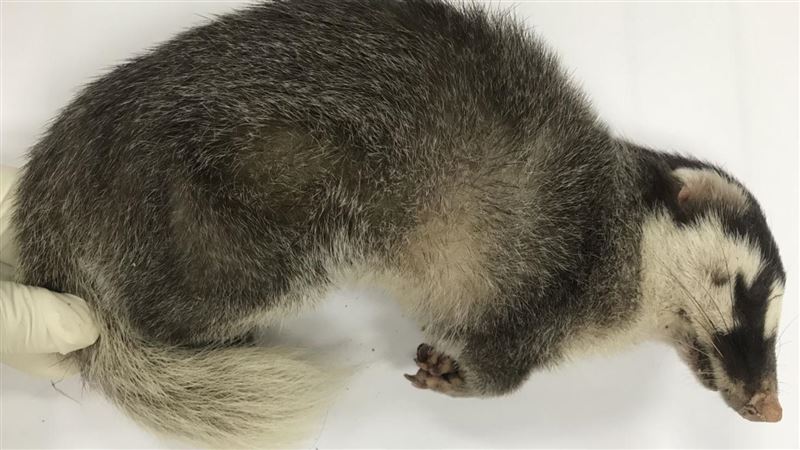 1月就3起！鼬獾罹「狂犬病」苗栗現蹤