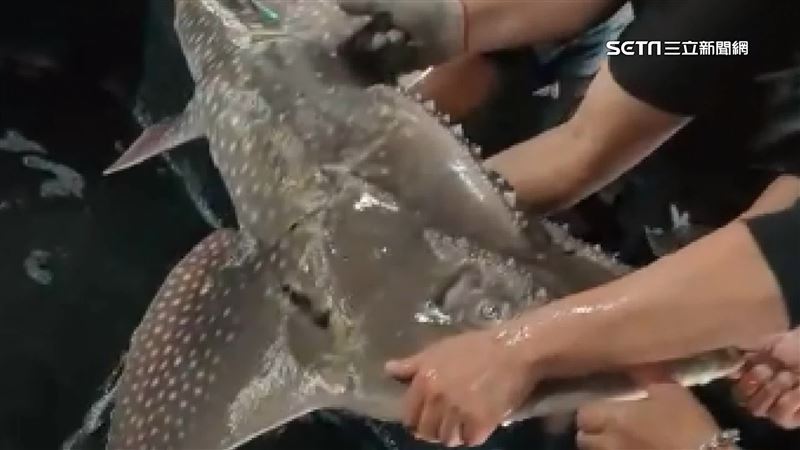 怪魚「像恐龍又像鯊」　一查竟是極危物種