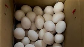 彰化鹿港寵雞男
圖／翻攝自臉書