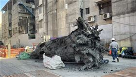 樹林巨木
圖／翻攝自樹林人臉書