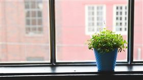 盆栽(示意圖／翻攝自Pixabay)