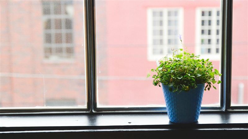 快檢查家中植物！這樣擺「運勢爛光」慘了