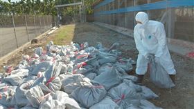 鹽埔土雞場感染禽流感(屏東縣政府提供)