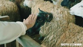 【福島專題】牛屋（記者羅正輝攝）