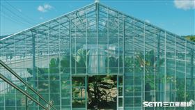 【福島專題】福島香蕉