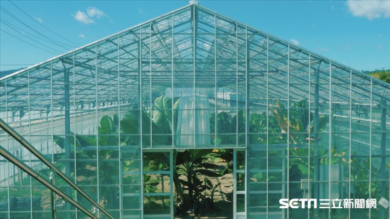 福島廣野町種出「台灣香蕉」　連皮都能吃