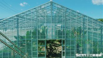 福島廣野町種出「台灣香蕉」　連皮都能吃