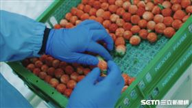 【福島專題】福島草莓