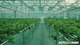 【福島專題】福島草莓