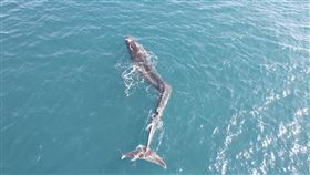 長鬚鯨,西班牙,鯨魚,脊椎側彎https://twitter.com/FBiodiversidad/status/1633769597446025219