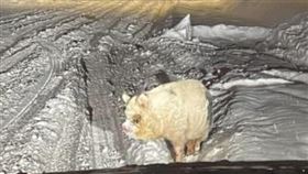 寵物豬離家出走，在雪地裡凍到全身結霜。（翻攝臉書粉專「Anchorage Police Department」）