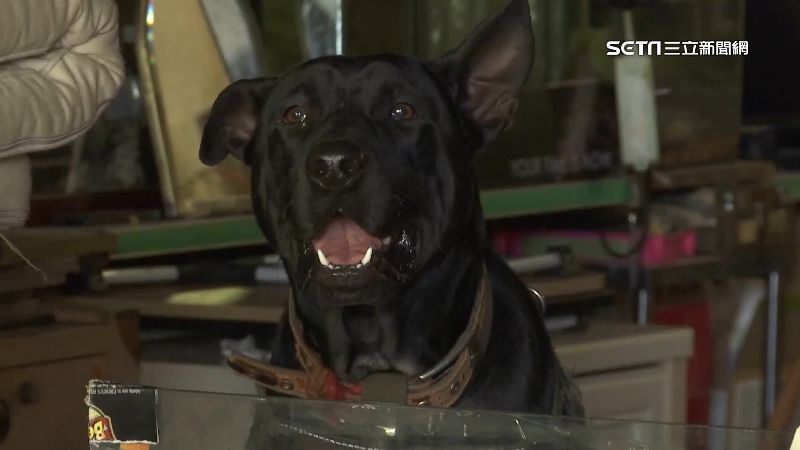 嚇壞！女慘被狗追咬　飼主挨告過失傷害