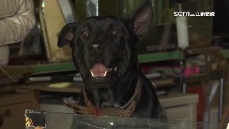 嚇壞！女慘被狗追咬　飼主挨告過失傷害