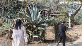 金門龍舌蘭(記者陳弋攝影)