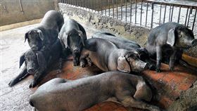 黑毛豬（林口區公所提供）