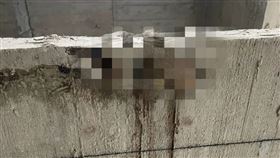 工地,工人,水泥,灌漿,活埋,恐怖,老鼠翻攝《路上觀察學院》社團