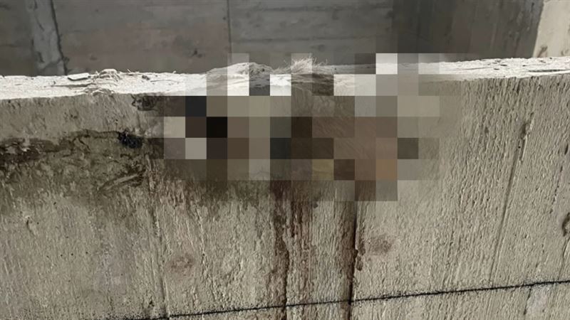 灰色大老鼠遭灌漿活埋飄臭　網揭超噁內幕