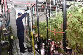 賣毒賺比較多？茶商轉行種大麻一見警嚇傻（圖／翻攝畫面）