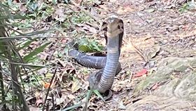 三峽,新北市,五十分山,眼鏡蛇,動保處,對峙,登山,步道