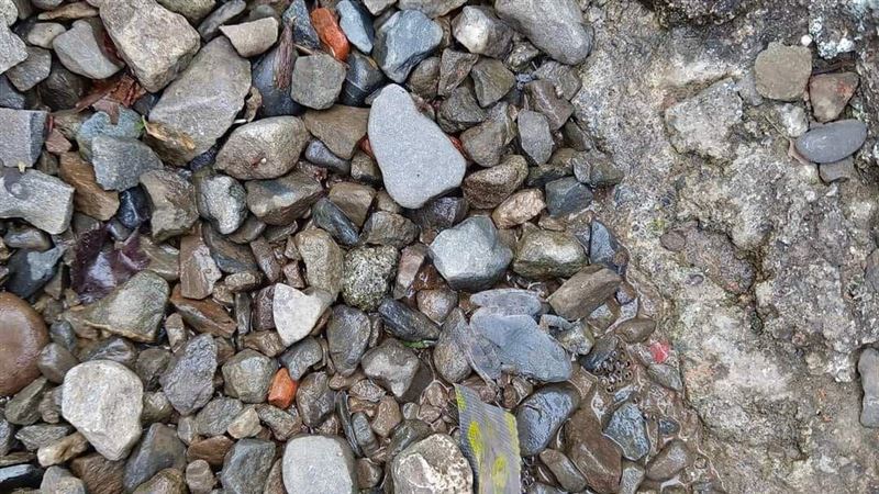 這照片「藏一隻蛙」　網崩潰：到底在哪？