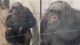 逛動物園見猩猩抽菸！一看動作嚇「菸齡超久」　網驚：猩球崛起？▲（圖／翻攝自沸點視頻微博）

