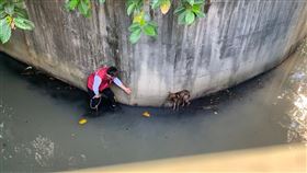  汪星人,排水圳,垂降,新北動保處,受困,繩梯,驚險,樹林
