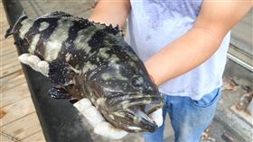 中國暫停石斑輸入  台南市養殖產業輔導因應中國自13日起片面暫停台灣石斑魚輸入，由於台南市養殖主要以魚苗為主，因此農業局配合提出產業輔導措施。（台南市政府提供）中央社記者張榮祥傳真  111年6月11日