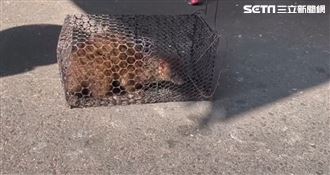 識貨！溪頭商家雞蛋被偷　偷兒竟是黃鼠狼