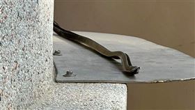 他燒金紙驚見「光滑長蛇探頭」嚇爆　真相超展開（圖／翻攝自爆廢公社）