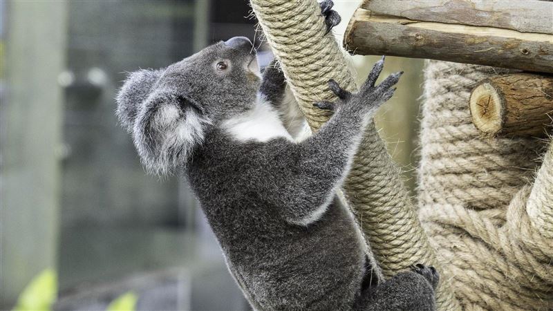 超近距離看無尾熊！動物園「新熱點」開放