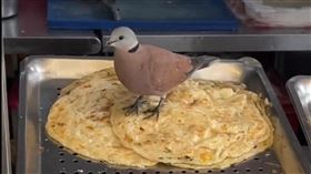 一隻紅鳩降落在蔥抓餅上。（圖／翻攝自《路上觀察學院》）