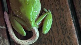 （圖／翻攝自Sunshine Coast Snake Catchers 24/7 臉書）