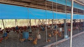 雞舍示意圖(圖/台灣房屋台南東門特許加盟店提供)