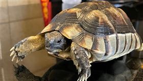 特寵講師,陸龜,蜥蜴,兔子,動保處,新北飼主萌寵,冷血